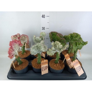 Euphorbia lactea 'Cristata'