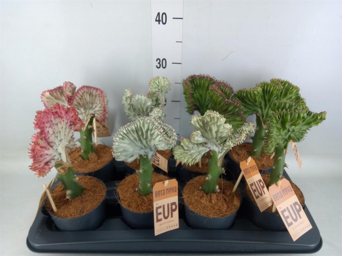 <h4>Euphorbia lactea 'Cristata'</h4>