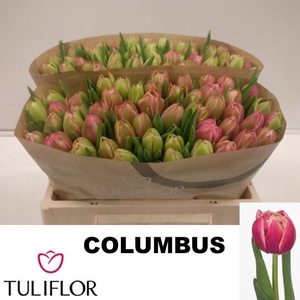 TU DU COLUMBUS