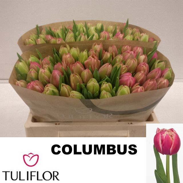 <h4>TU DU COLUMBUS</h4>