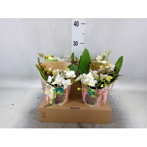 Phalaenopsis multi. 'Ant Nazare'