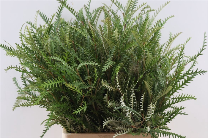 <h4>Grevillea Ivanhoe Groen 70cm</h4>