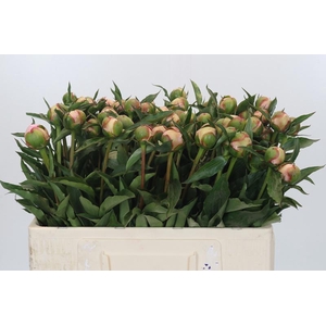 Paeonia Alertie