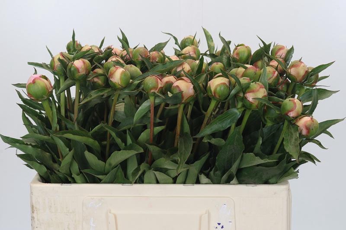 <h4>Paeonia Alertie</h4>