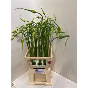 Allium Sat Ophiosco