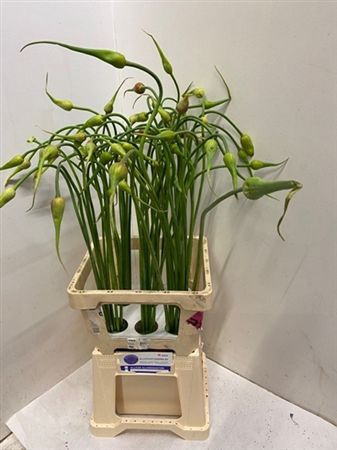 <h4>Allium Sat Ophiosco</h4>