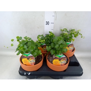 Dioscorea elephantipes