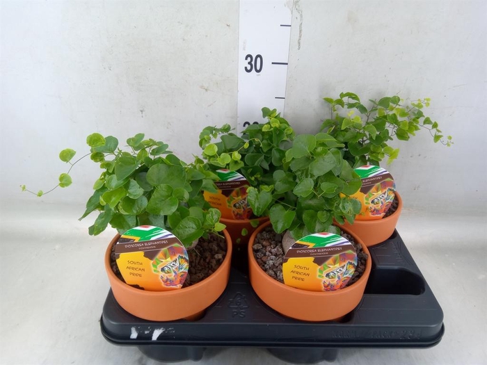 <h4>Dioscorea elephantipes</h4>