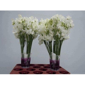 Lathyrus od white