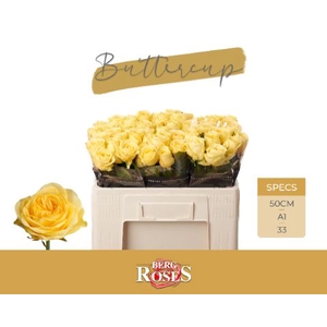 Rozen R GR Buttercup 34