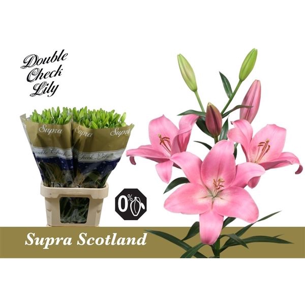 <h4>LI LA SCOTLAND LI LA SCOTLAND 5+</h4>