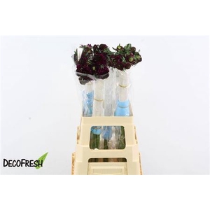 Scab At F Scoop D Pu 70cm