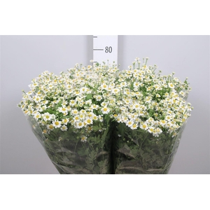 Tana Pa Single Vegmo