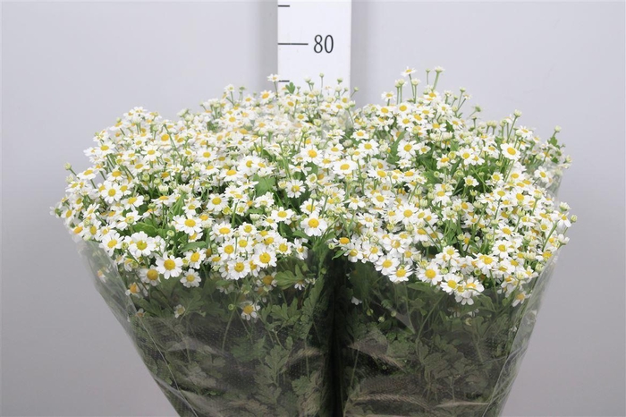 <h4>Tana Pa Single Vegmo</h4>