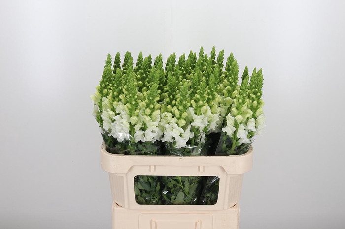<h4>Antir Antibes White</h4>