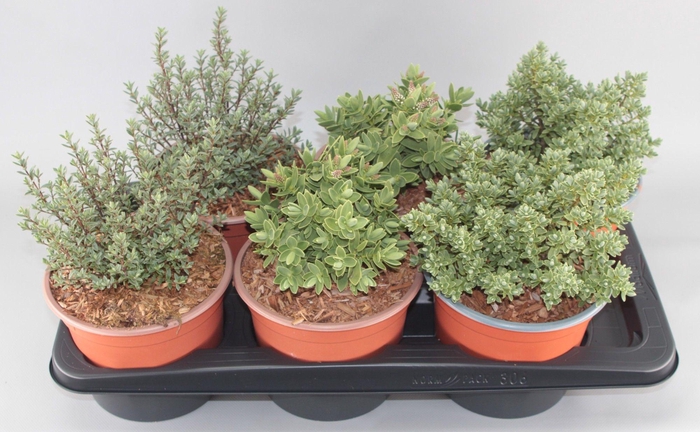 <h4>Hebe Mix C2 3-soort</h4>