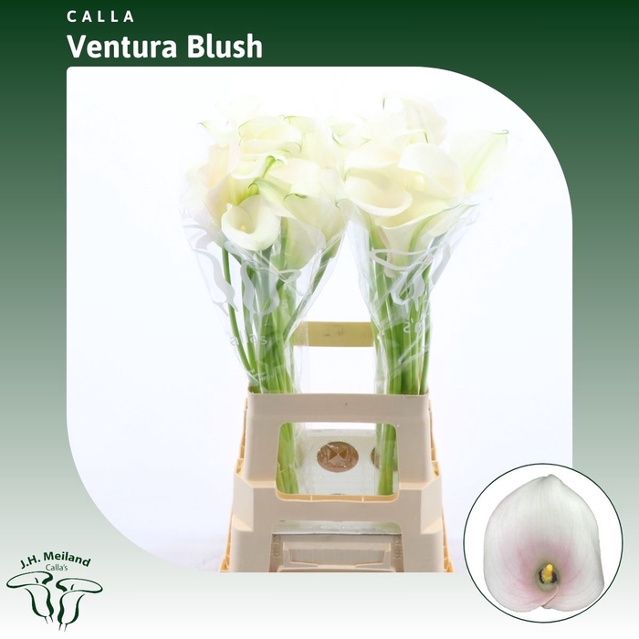 <h4>Calla Ventura Blush</h4>