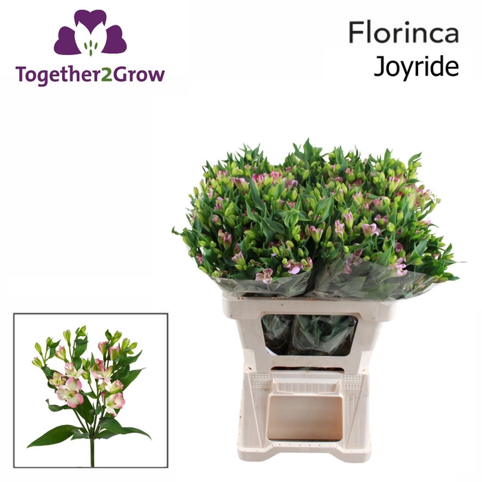 <h4>Alstroemeria Joy Ride Water x60</h4>