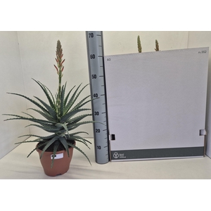 ALOE ARBORESCENS