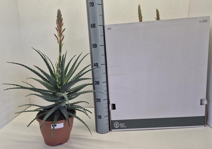 <h4>ALOE ARBORESCENS</h4>