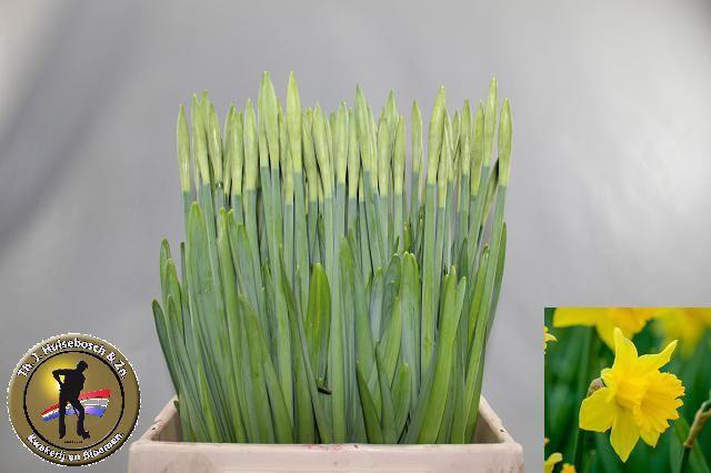 <h4>NARC T DUTCH MASTER</h4>