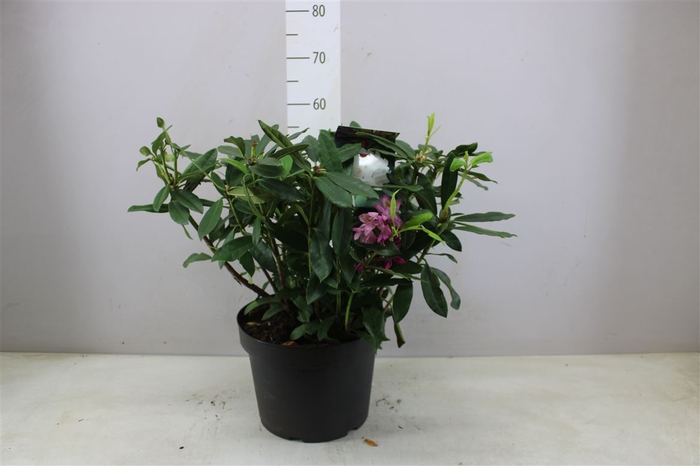 <h4>Rhododendron Madame Masson</h4>