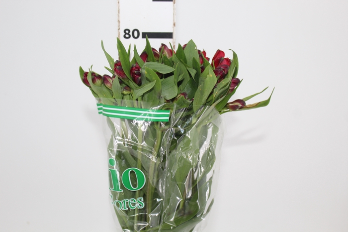 <h4>ALSTROEMERIA ANGELINA 080 CM</h4>