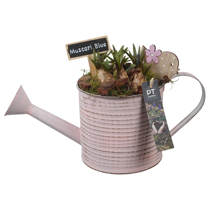 <h4>Arr.  Muscari L%</h4>