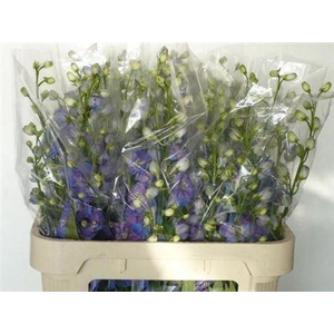 Delph Du Guard Blue