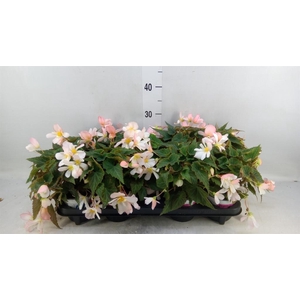 Begonia boliv. 'Angel Pink'