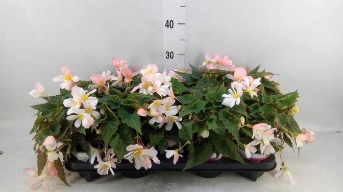 <h4>Begonia boliv. 'Angel Pink'</h4>
