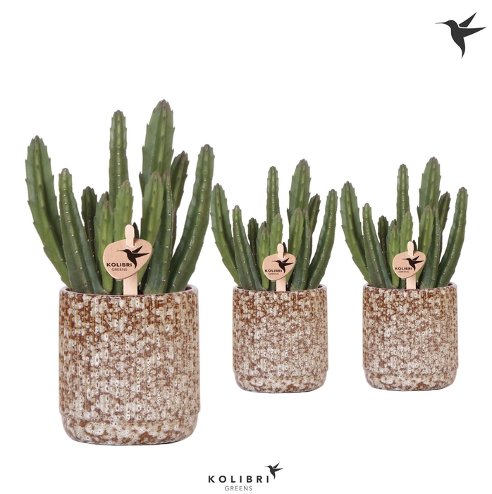 <h4>Kolibri Greens Stapelia Leendertziae in Jaguar pot</h4>