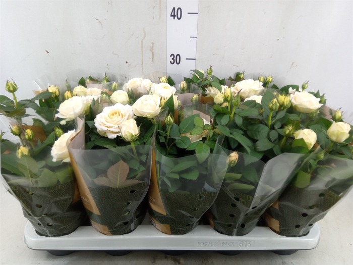 <h4>Rosa  'Belami Kordana'</h4>