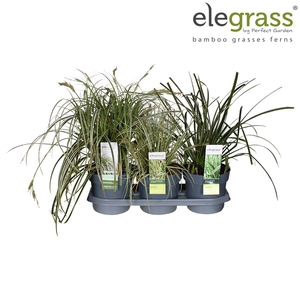 Carex mix laag P19 tray