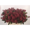 Skimmia Rubella Red Extra Bunch
