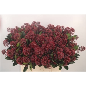 Skimmia Rubella Red Extra Bunch