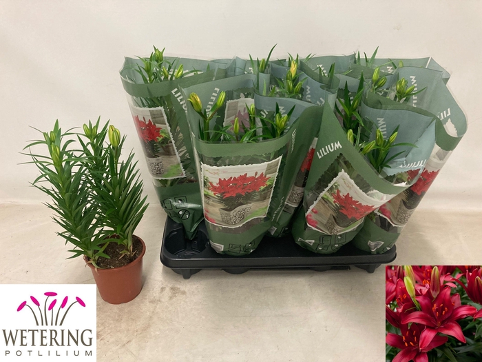 <h4>LIL AS TINY GHOST</h4>