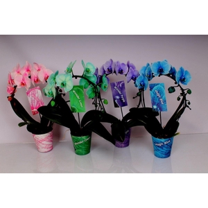 Phalaenopsis overig