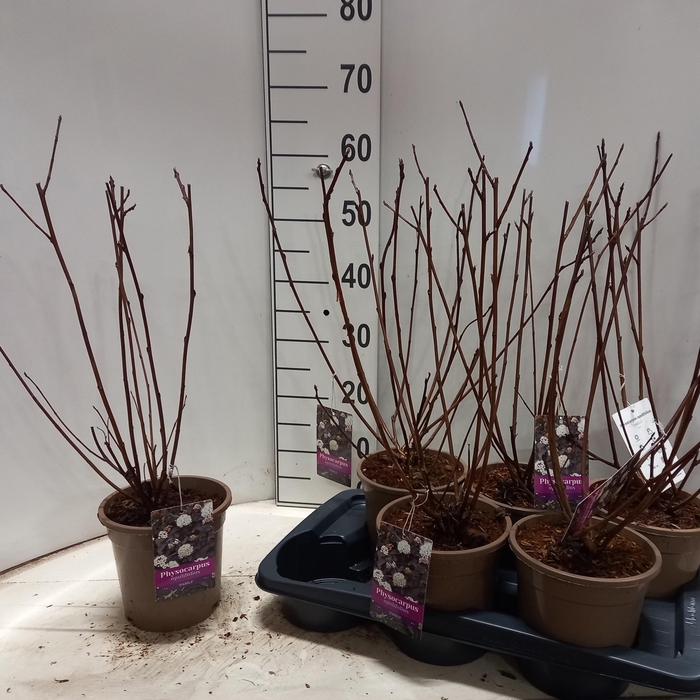 <h4>PHYSOC OP DIABOLO</h4>