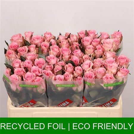 <h4>Rosa a grande fleur Jessika</h4>