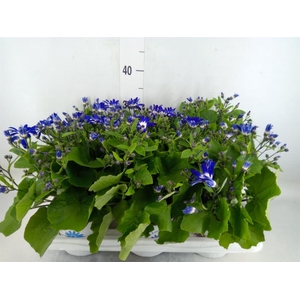 Pericallis cr. 'Senetti Violet Bic'