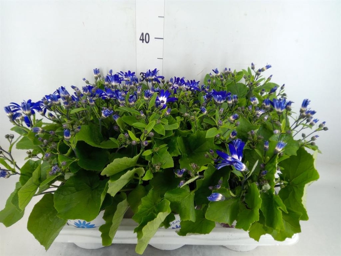 <h4>Pericallis cr. 'Senetti Violet Bic'</h4>