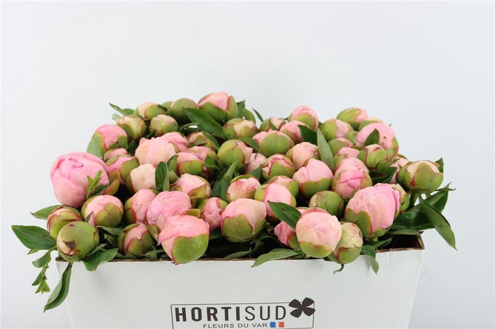 <h4>Paeo L Angel Cheeks</h4>