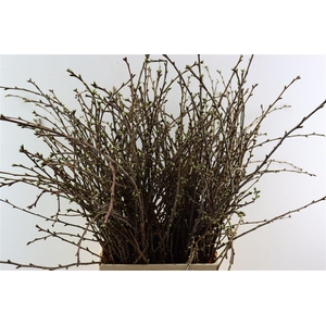 Kersenbloesem Per Bos