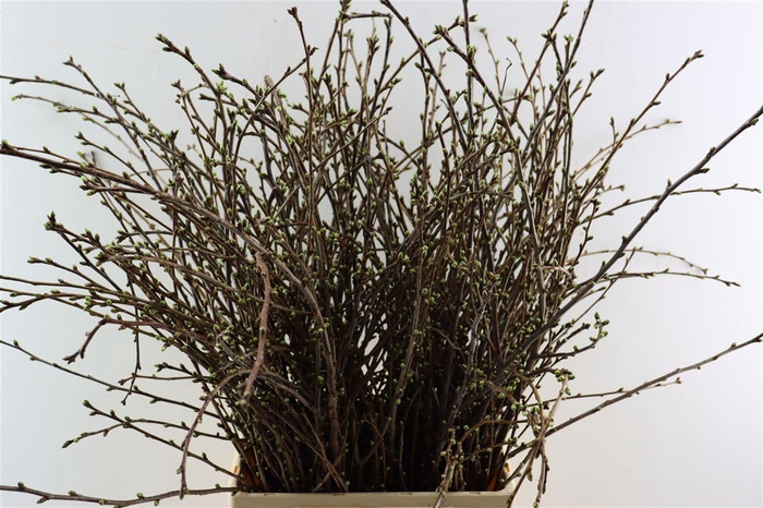 <h4>Kersenbloesem Per Bos</h4>