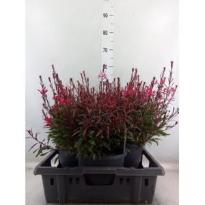 Gaura lindheimeri 'Geyser Pink Pic'
