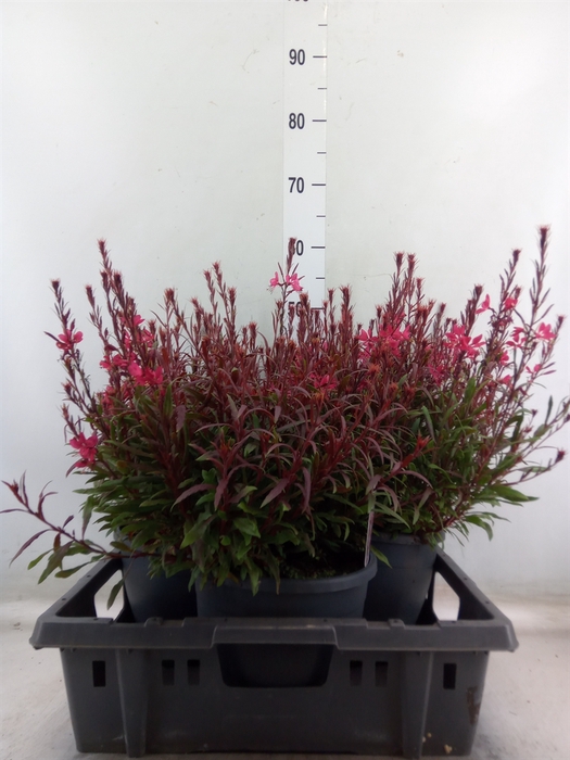 <h4>Gaura lindheimeri 'Geyser Pink Pic'</h4>