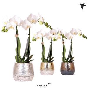 Phalaenopsis Multifloratypes overig wit