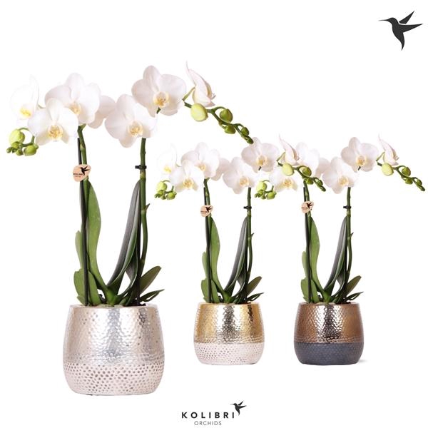 <h4>Phalaenopsis Multifloratypes overig wit</h4>