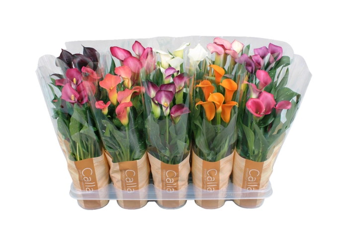<h4>Zantedeschia gemengd Calla mix in bedrukte hoes</h4>